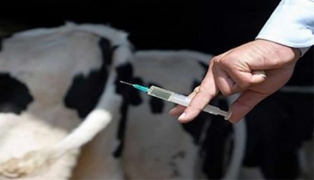 Для вакцинации скота против сибирской язвы в поселке «Еркіндік» выделено 3 тыс.доз