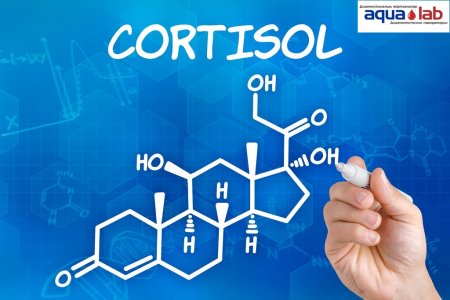 Что такое кортизол?
